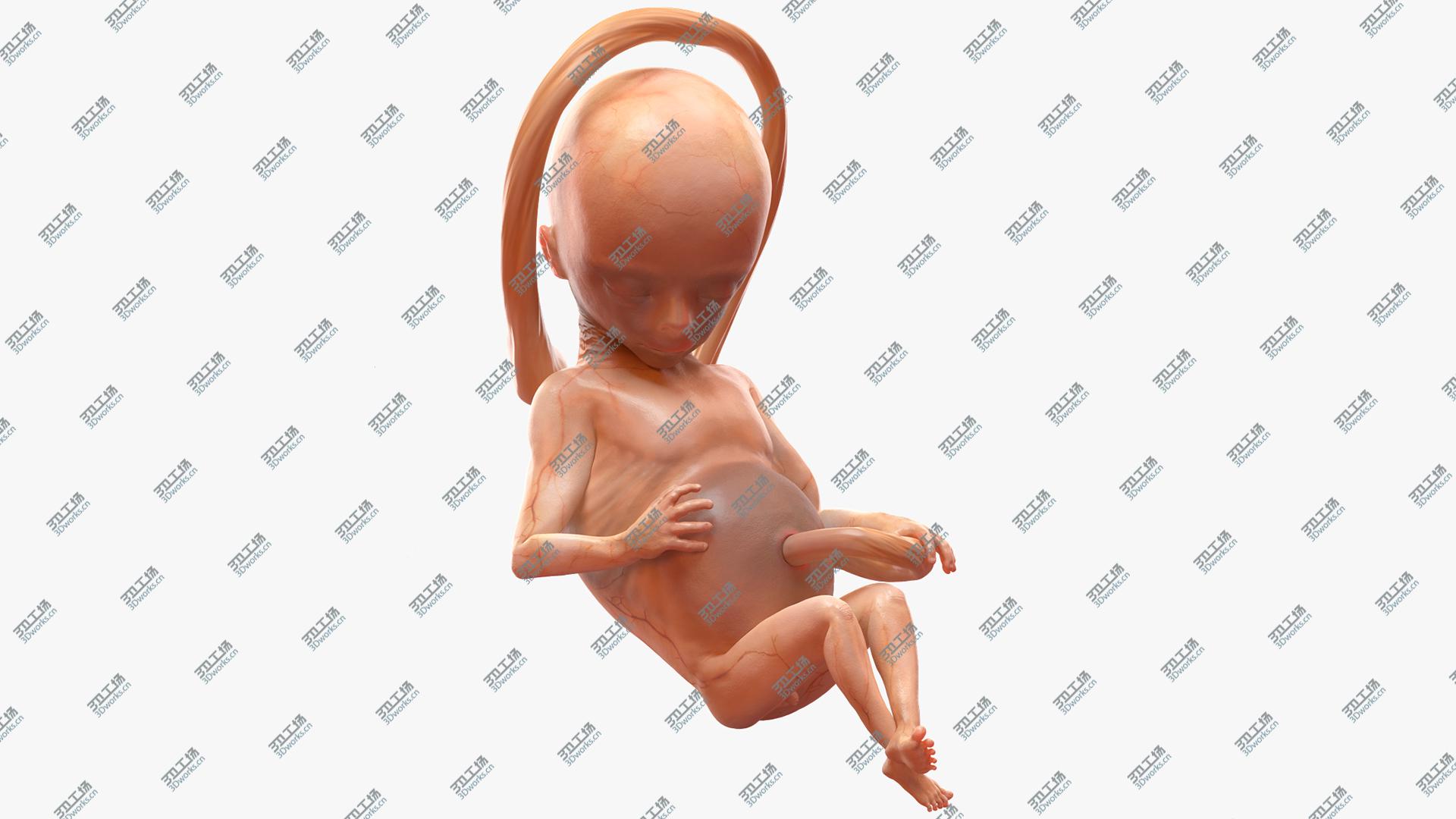 images/goods_img/202105074/3D Second Trimester Human Fetus 16 Weeks/1.jpg